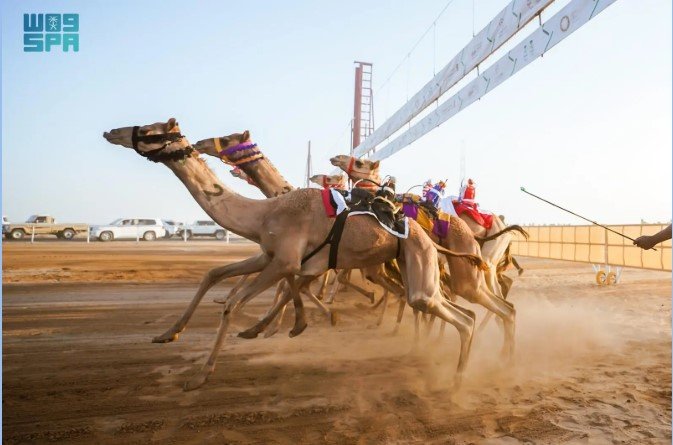 ميدان الهجن بنجران يعلن نتائج سباقه لسنّ “الجذاع فما فوق”
