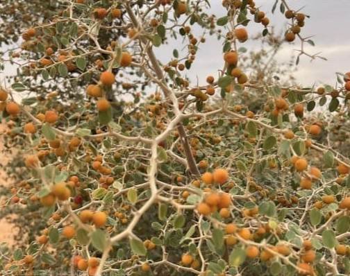 النبق .. ذهب تهامة بين الموروث الشعبي والفوائد الصحية