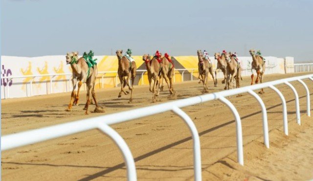 الهجن السعودية تتصدر مهرجان ولي العهد بـ(131) شوطًا